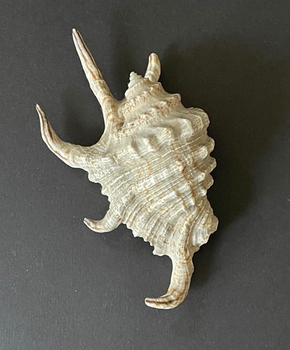 Unusual Antique Seashell Lambis Lambis America Exposition Omaha 1899 Souvenir - Picture 2 of 5
