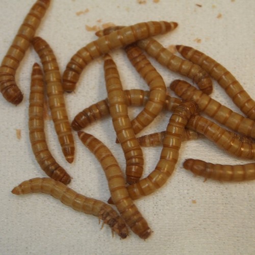 500 live mealworms eBay