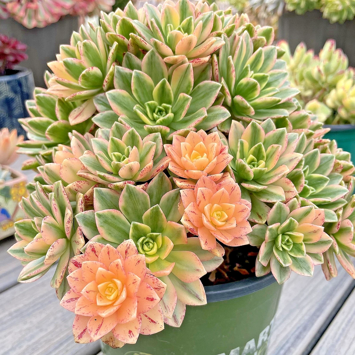 莲花掌杂色cactis 、多肉植物| eBay