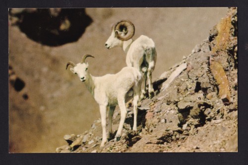 c1950 White Rams Dall sheep Mt.McKinley National Park Alaska postcard - Picture 1 of 2