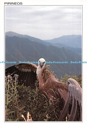 D010079 Fauna Pirenaica. Pirineos. Buitre Leonado. F Carmena. Sizilien. Saragossa