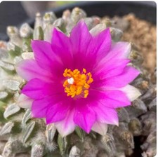 1pc 1.3-1.5cm Cactus Succulent Plant Pelecyphora aselliformis beautiful Plant