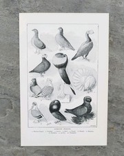 Original Antique 1906 Fancy Breeds of Show Pigeons Book Print Pigeon Bird Art 