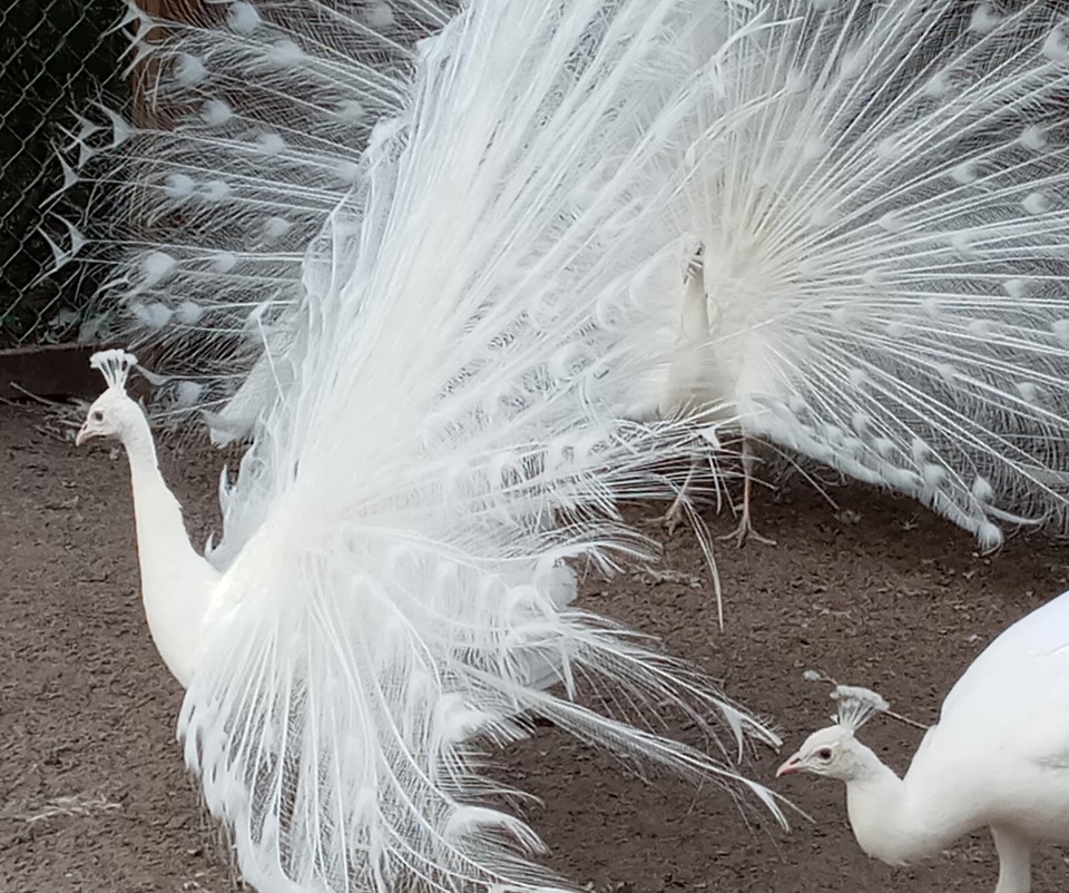 4+ PURE WHITE PEACOCK PEAFOWL EGGS FOR HATCHING Pre SaleREAD FULL DESCRIPTION eBay