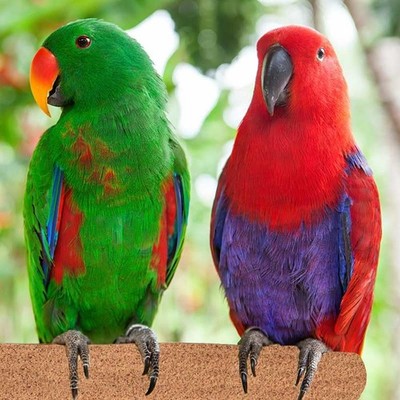 Sure-Grip Grooming Perch, Large