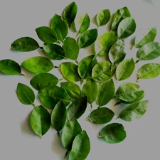 Sun Dried Lime Leaves 100% organic Homemade Natural Best Quality100g Spices New