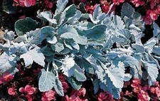 Dusty Miller Silver Dust Annual Seeds