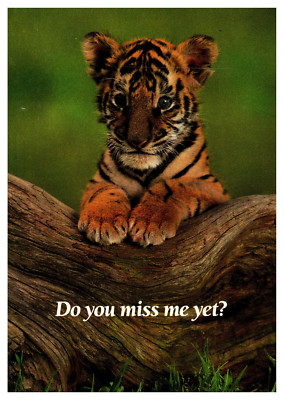 postcard Continental Do You Miss Me Yet? 1988 baby tiger B0234