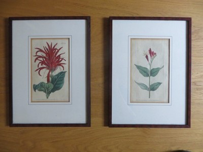 2 Botanische Kupferstiche 1789     Curtis Botanical Magazine    No. 80 u. 1014