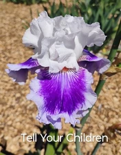 Tall Bearded Iris Rhizome ~ "TELL YOUR CHILDREN" ~ Fresh and Healthy