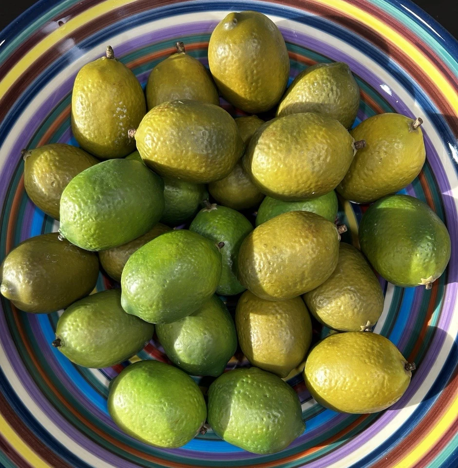 Limas artificiais falsas falsas decorativas pesadas lote de 25 frutas encenadas - Imagem 2 de 4