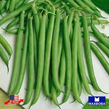 04 Slenderette Bush Bean Fresh Seeds Non-GMO Heirloom B2G1 Free!!