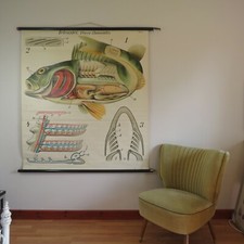 Rare vintage PAUL PFURTSCHELLER PERCH FISH school chart lithograph wall chart