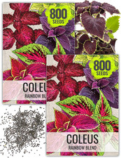 Coleus Seeds for Planting Rainbow Painted Nettle - Heirloom  Open Pollinated Mi