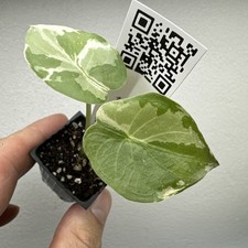 Alocasia Wentii Albo Pink Very rare variegated aroid plant ref 09AWENTA20