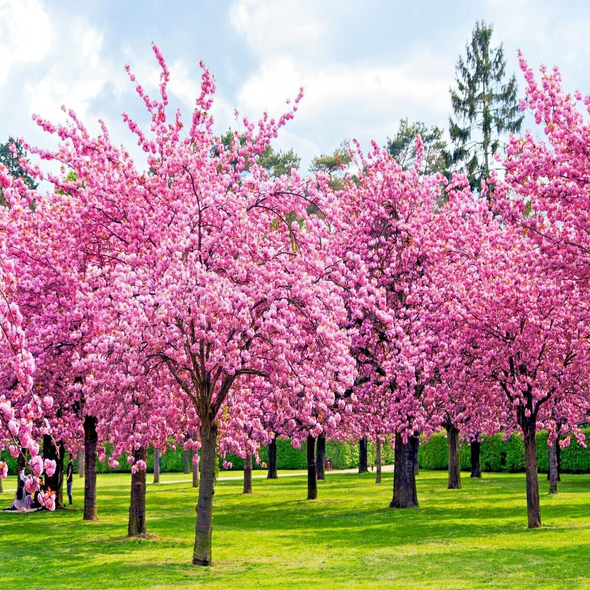 5 JAPANESE SAKURA CHERRY BLOSSOM TREE SEEDS Prunus sargentii