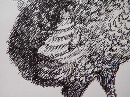 Ornithological Ink Drawing of a Dodo Extinct Bird Of Mauritius Raphus Cucullatus - Picture 9 of 21
