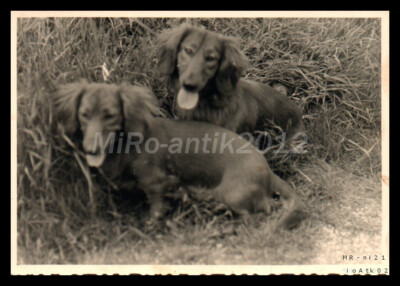 Photo, breed dog show Erzgeb., Schwarzenberg, Teckel in the area, 5026-1229