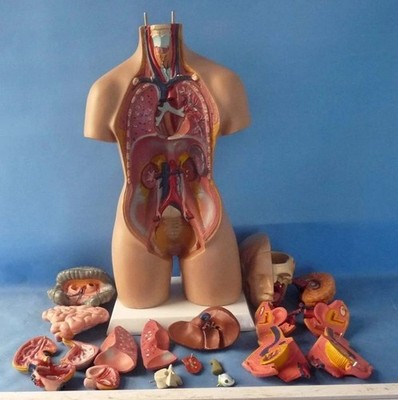 Human Torso 55cm Model Assembled Medical Human Anatomy Body Educational Science-