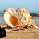 22-23cm 9Inch Natural Rubeta Conch Shell Sea Snail Gift Home Fish Tank Ornament
