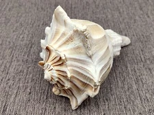 Left Handed Lightning Whelk Seashell Busycon Contrarium (1 approx. 7+ inches)