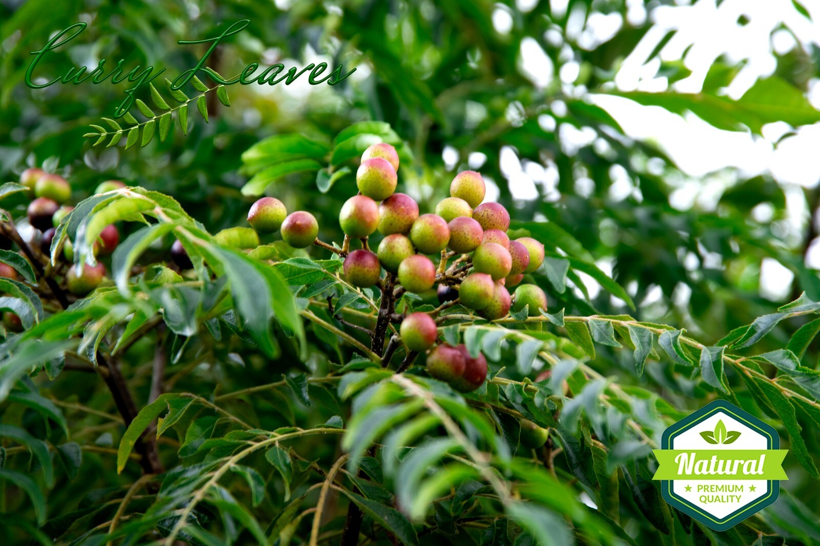 FRESH Curry Leaves Seeds kadi 25 SEEDSFrom United