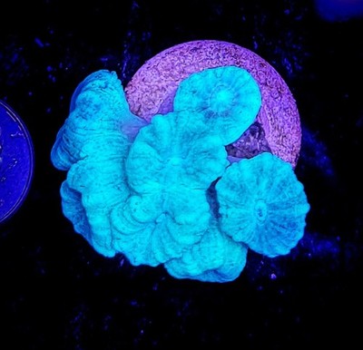 7 Head Neon Green Kryptonite Candy Cane WYSIWYG Live Coral Frag Free Shipping!