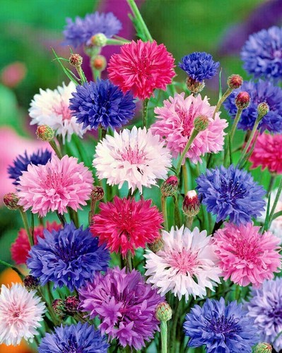 501+CORNFLOWER BACHELOR BUTTON Mixed Seeds Cut Dried Flowers Garden Container - Picture 3 of 12