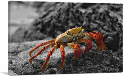 ARTCANVAS Crab on the Beach Stone Canvas Art Print