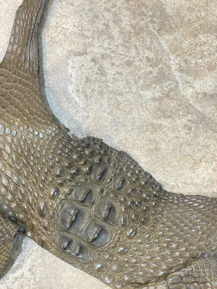 American Alligator Hide Mink Hornback Body Genuine Gator Skin 391-I2 - Image 3 of 4