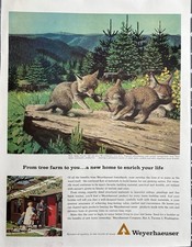 1963 Weyerhaeuser Original Vintage Advertisement Foxes Reforestation Print Ad