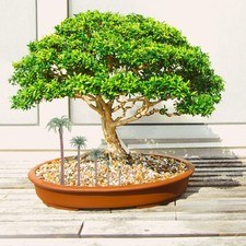 25Pcs Miniature Landscape Tree Models Reusable Plastic Palm Trees for Craft Use