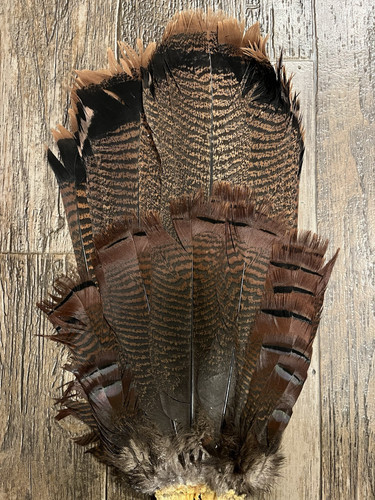 Eastern Wild Turkey Tail