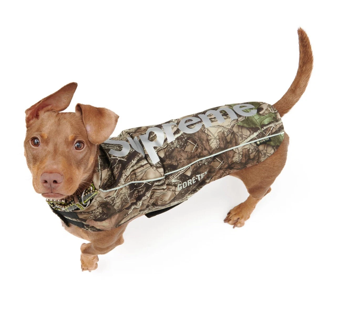 Veste pour chien Supreme Gore Tex taille XL extra large camouflage CONFRIMÉ
