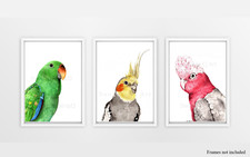 Watercolour Bird Portrait Print Set - cockatiel, galah, eclectus parrot