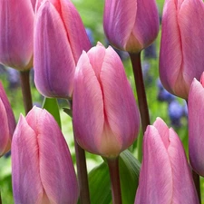 10 - LIGHT & DREAMY Darwin Hybrid Tulip Flower Bulbs  * A DELIGHTFUL PERENNIAL