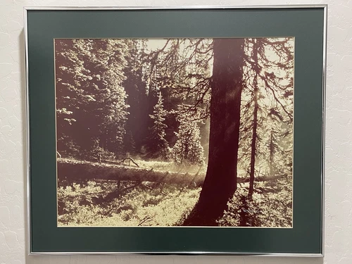 1979 Phil H Emerson Photo Print Metal Framed Ready To Hang 24" x 20" x .75"