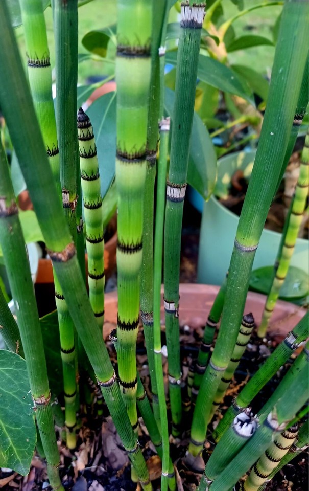 20 horsetail reed plants evergreen perennial zen garden like bamboo | eBay