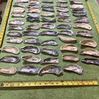 Lot of  64  Atlantic Oyster Slipper  Shells 4 To 5 1/4  Inch Long Crafts — photo 5