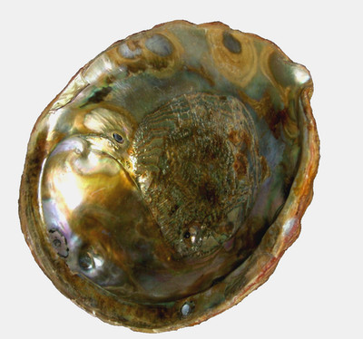 Abalone Sea Shell : approx  L 8-14''