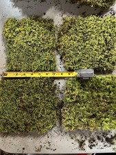 Live Sheet Moss 6x6 for Terrariums, Vivariums, Reptiles, Landscape, Decor. 1lb