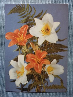 Old Postcard Ak Lilies Liliengewächs Fern Flowers Plants eBay