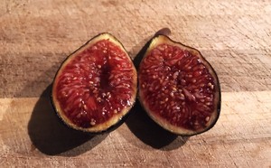 Negronne-Fig-Tree-Cuttings-2