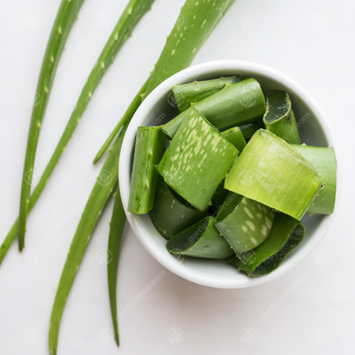 Aloe Vera Leaves Freshly Cut to Order Organic Medicinal Plant 15-25cm (3 Leaves) - Picture 4 of 6
