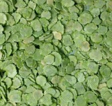 Micronized FLAKED PEAS Dried Flaked Peas Rabbit Food Small Animal