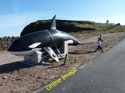 Photo 12x8 Killer whale tied down Grutness Plastic life-size model whale m c2014