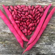 Red Silk Bean Seeds (25) / Slippery Silks / POLE BEAN / ORGANIC / RARE