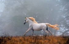 4K Digital Image REAL Photo Wallpaper Phone Background:  Arab mare full flight
