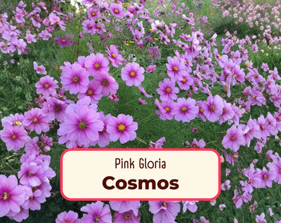 #ad 400 Pink Gloria Cosmos Seeds Heirloom Non GMO Flower Garden for Pollinators $15.99