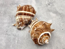 King Crown Conch Seashells Brown Striped (2 shells approx. 2.5+ inches)